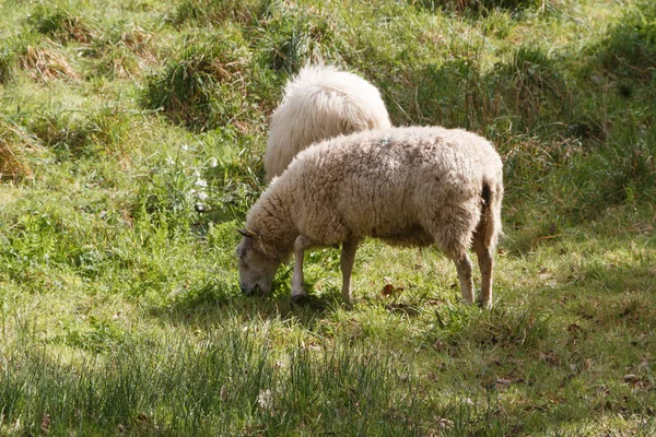 Får på ett fält — Stockfoto