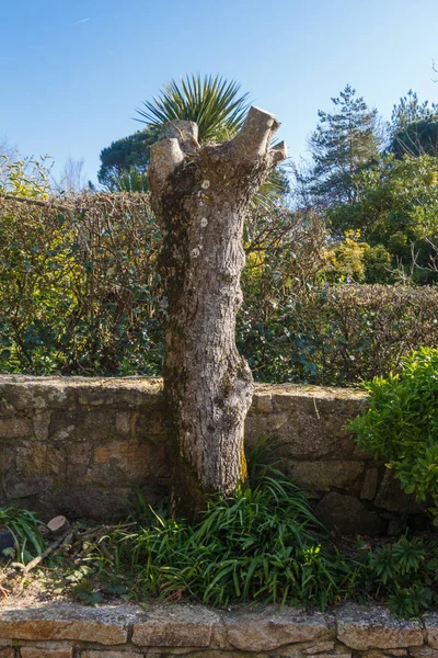 Árbol después de recortar su rama — Foto de Stock