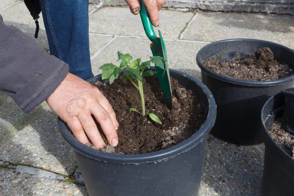Jardinier plantation de plants de tomates dans un pot de fleurs — Photo
