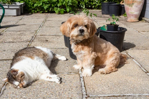 Lhasa Apso cão e gato em um jardim — Fotografia de Stock