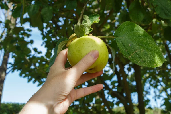 Pilih apel pada pohon apel — Stok Foto