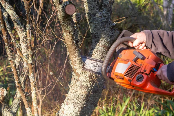 Lumberjack cutting branch with a chain saw — Stock Photo, Image