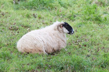Bir tarlada yatan İskoç Kara Yüz koyunu