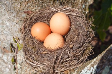 Paskalya için ağaçta üç tavuk yumurta yuva