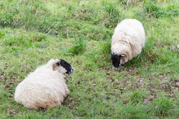 Escocês Blackface Ovelhas Deitado Pastando Campo — Fotografia de Stock