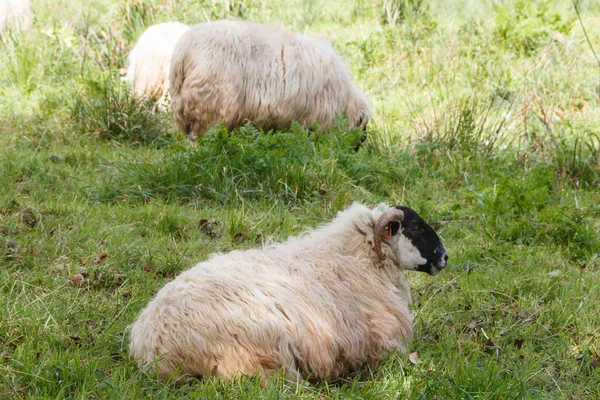 Cara Negra Escocesa Ovejas Pastando Acostado Campo Bretaña —  Fotos de Stock