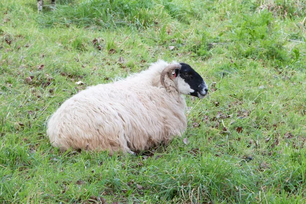 Pecora Blackface Scozzese Sdraiato Campo — Foto Stock