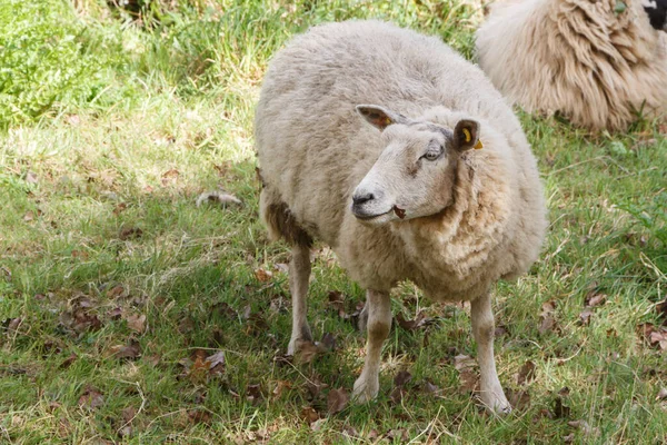 Moutons Dans Champ Bretagne — Photo