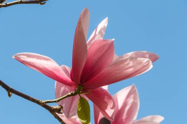 Baharda bir bahçede manolya ağacı çiçeği