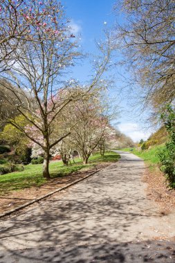 Bahar boyunca parkta manolya ağaçları ve patika