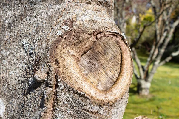 Callus of a tree after cutting a branch