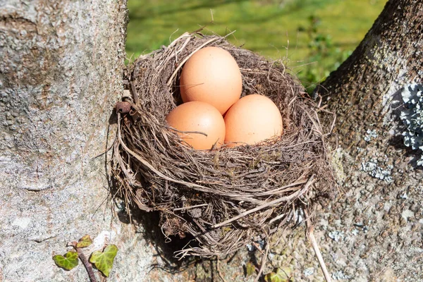 Гнездо Яйцами Дереве Пасху — стоковое фото
