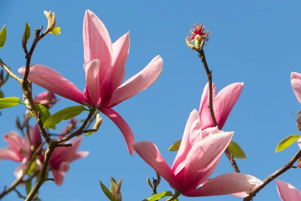 Roze Bloemen Van Magnolia Boom Een Tuin Tijdens Lente — Stockfoto