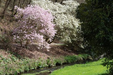 Parkta nehir ve manolya ağaçları