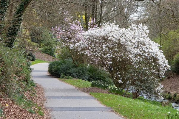 Magnolia trees and path in a park at the beginning of spring