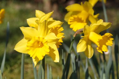Baharda bahçedeki sarı nergis çiçekleri