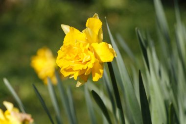 Baharda bahçedeki sarı nergis çiçekleri