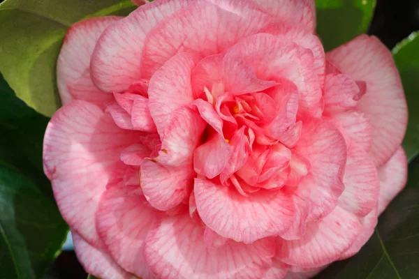 Fleur Rose Camélia Dans Jardin Printemps — Photo