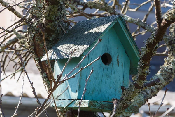 庭の桜の緑の鳥の家 — ストック写真