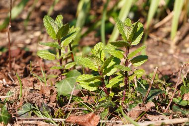 Bahar sırasında bir sebze bahçesi tesisinde nane