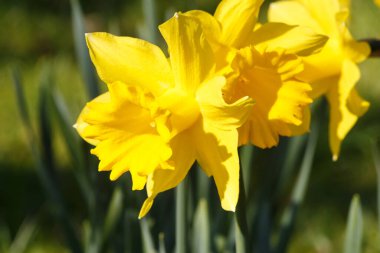 Baharda bahçedeki sarı nergis çiçekleri