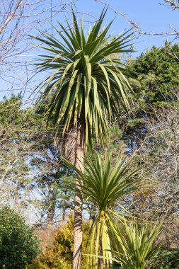 Kış boyunca bahçedeki Yucca bitkisi