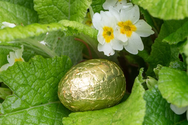 Huevo Chocolate Envuelto Papel Dorado Escondido Una Planta Para Pascua —  Fotos de Stock
