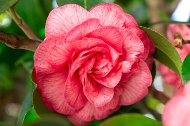 Bahar boyunca bir arden 'de pembe kamelya çiçeği