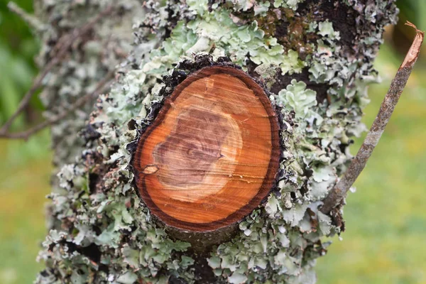 Τμήμα Κλαδιού Δέντρου — Φωτογραφία Αρχείου