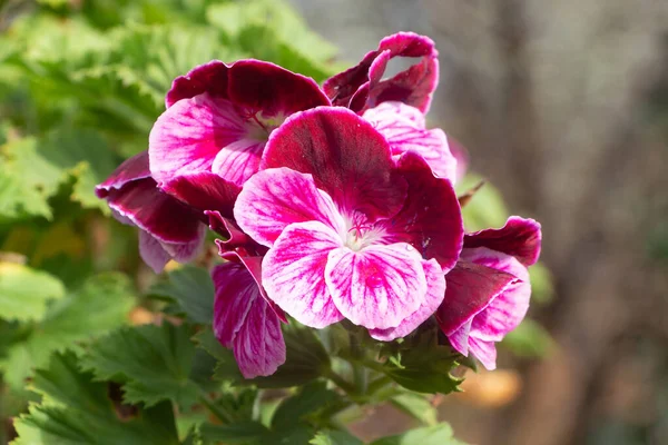 春の庭のピンクのゼラニウムの花 — ストック写真