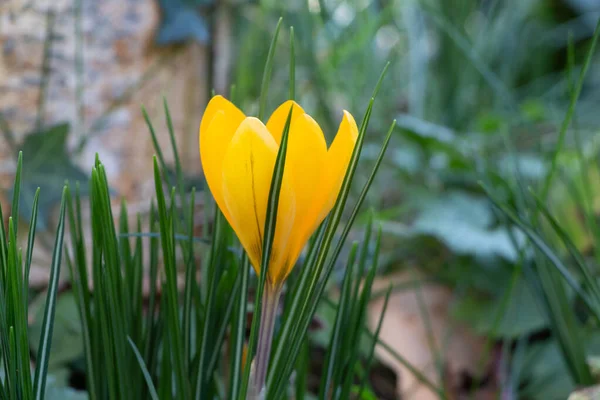Жовті Квіти Крупи Саду Взимку — стокове фото