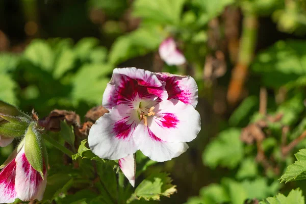 Pink and white geranium flowers in a garden during spring