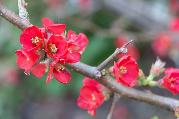Maule Quince Červené Květy Zahradě Během Zimy — Stock fotografie