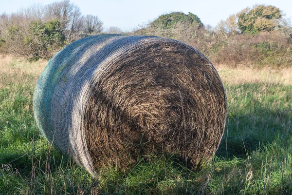 Hårbalar Åker Nära Gård — Stockfoto