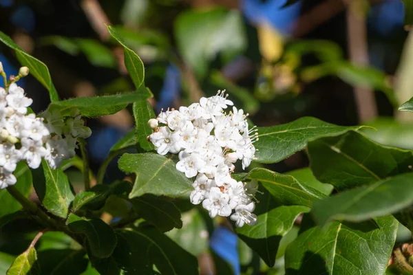 Flowers of Japanese privet in a garden during spring — Stock Image Flowers Japanese Privet Garden Spring Stock Picture