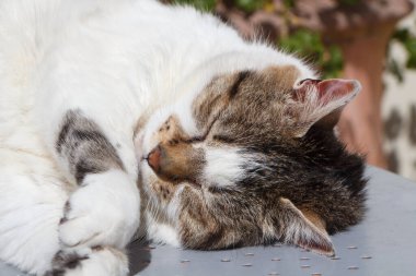Bahçede işlenmiş demirden bir masanın üzerine tekir kedi gibi uzanmış.