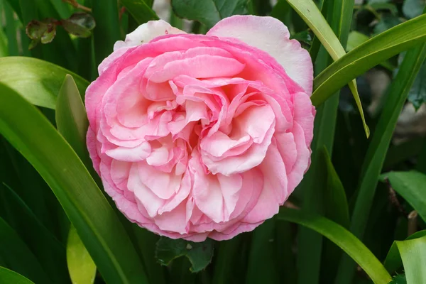 Rosarote Rose Frühling Garten — Stockfoto
