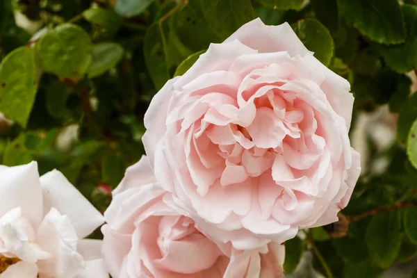 Růžové Růže Zahradě Během Jara — Stock fotografie