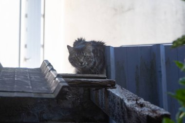 Bir bahçe kulübesinin çatısına uzanmış kedi
