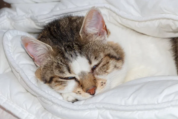 Tabby Gato Dormindo Edredom Quarto — Fotografia de Stock