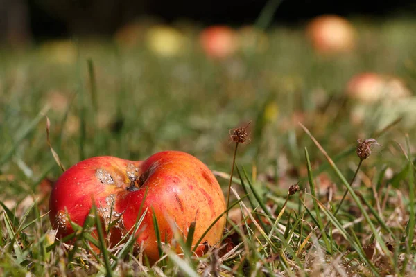 Pomme Pourrie Sol Sous Pommier Dans Verger Automne — Photo