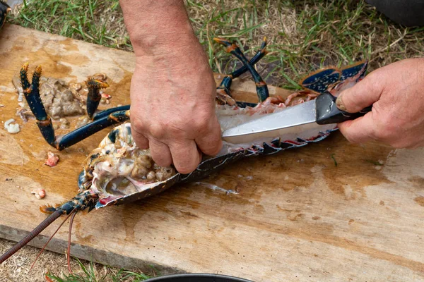 Visser Schoonmaken Van Een Bretonse Kreeft Het Vissen Bretagne — Stockfoto