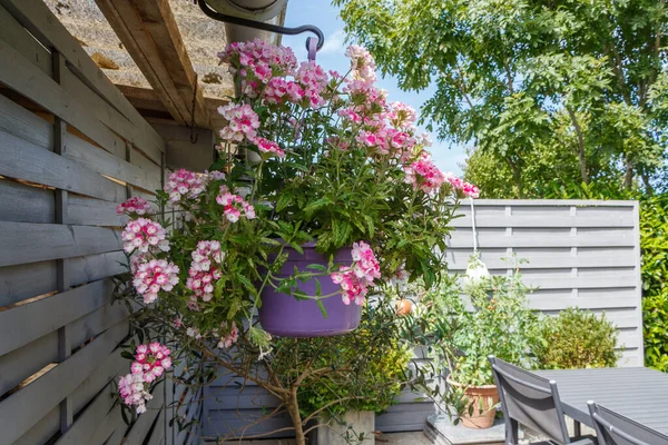 Jardinera Con Flores Verbena Rosa Jardín Durante Verano — Foto de Stock