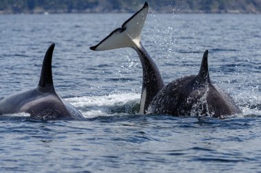 Atlama orca balinaları 
