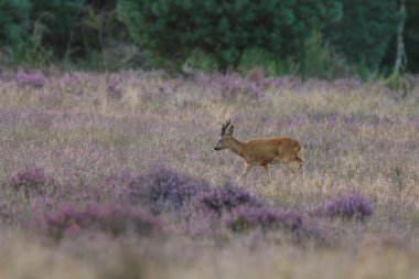 Karaca alanındaki heather 
