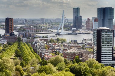 Erasmus bridge Rotterdam 