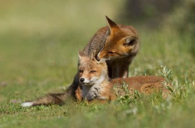 Küçük Kızıl Tilki yavrularını