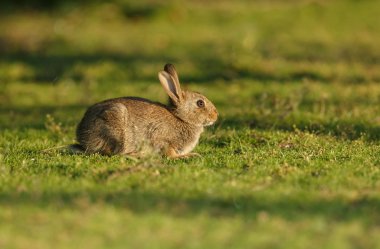  young juvenile rabbit clipart