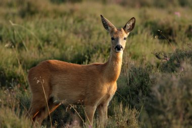 Roe deer in a field  clipart