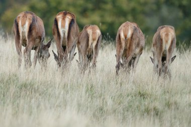 butts of the female red deer clipart